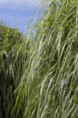 Miscanthus sinensis 'Zebrinus'