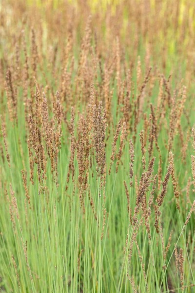 Molinia caerulea 'Heidezwerg'