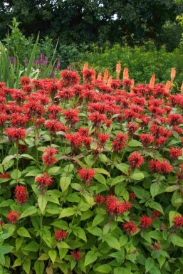 Monarda fistulosa 'Jacob Cline'