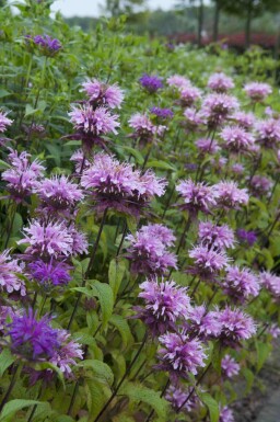 Monarda fistulosa 'Prärienacht'