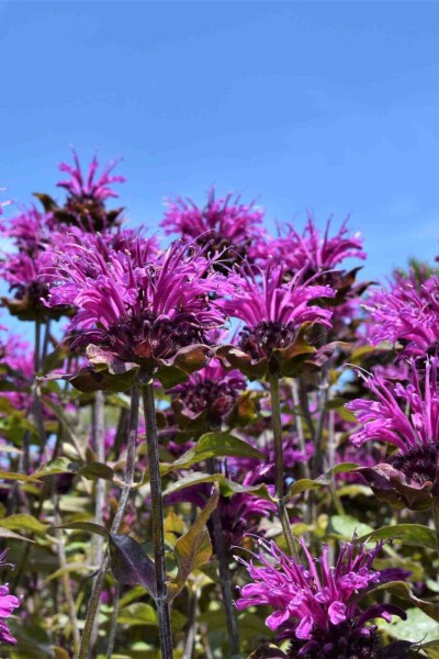 Monarda fistulosa 'Scorpion'