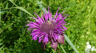 Monarda fistulosa 'Scorpion'