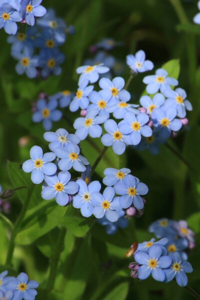 Myosotis palustris