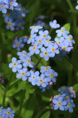 Myosotis palustris