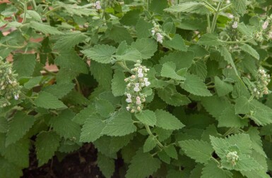 Nepeta cataria