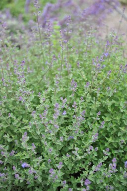 Nepeta faassenii 'Kit Cat'