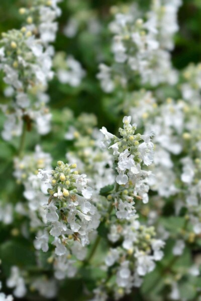 Nepeta racemosa 'Snowflake'