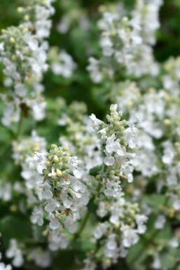 Nepeta racemosa 'Snowflake'