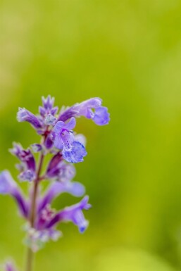 Nepeta faassenii 'Senior'