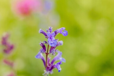 Nepeta faassenii 'Senior'