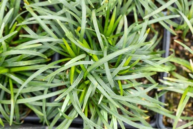 Ophiopogon japonicus