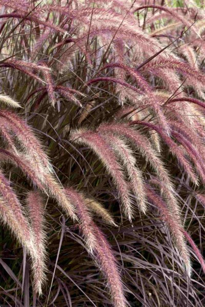 Pennisetum advena 'Rubrum'