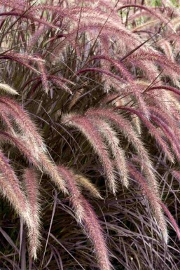 Pennisetum advena 'Rubrum'