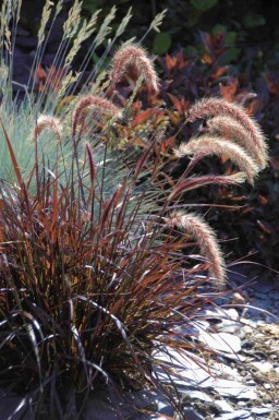 Pennisetum advena 'Rubrum'