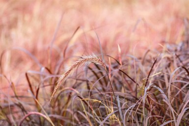 Pennisetum advena 'Rubrum'