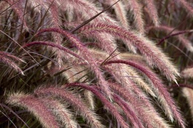 Pennisetum advena 'Rubrum'