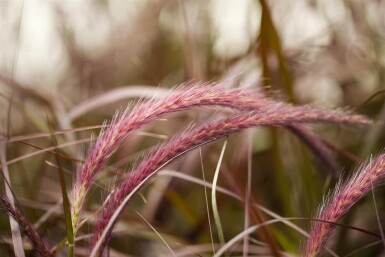 Pennisetum advena 'Rubrum'