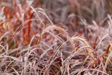 Pennisetum advena 'Rubrum'
