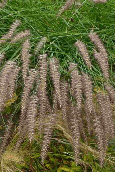 Pennisetum orientale 'Karley Rose'