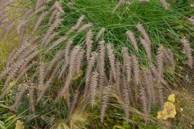 Pennisetum orientale 'Karley Rose'