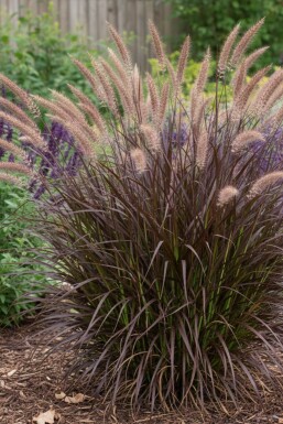 Pennisetum advena 'Summer Samba'