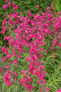 Penstemon hartwegii 'Andenken an Friedrich Hahn'