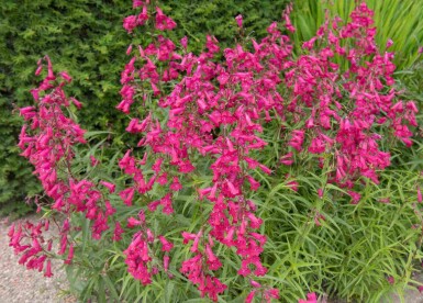 Penstemon hartwegii 'Andenken an Friedrich Hahn'