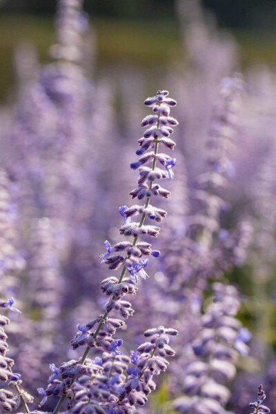 Perovskia atriplicifolia 'Lacey Blue'