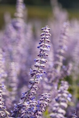 Perovskia atriplicifolia 'Lacey Blue'