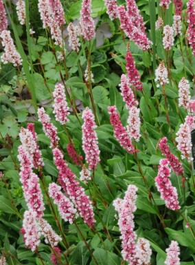 Persicaria affinis