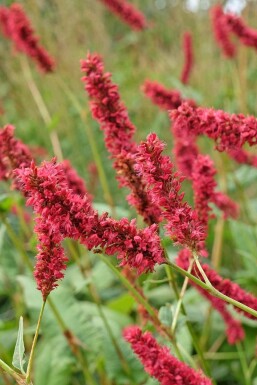 Persicaria amplexicaulis 'Fat Domino'