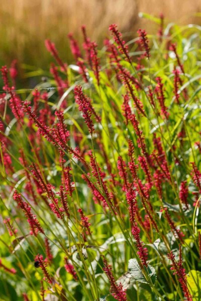 Persicaria amplexicaulis 'Taurus'