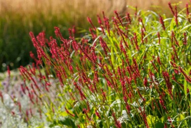 Persicaria amplexicaulis 'Taurus'