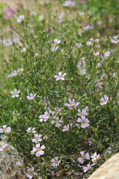Petrorhagia saxifraga