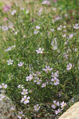 Petrorhagia saxifraga
