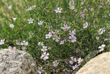 Petrorhagia saxifraga