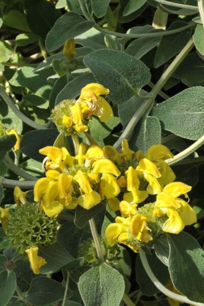 Phlomis fruticosa