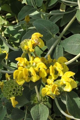 Phlomis fruticosa