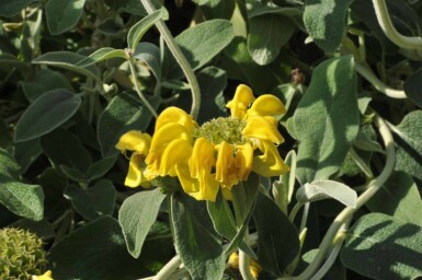 Phlomis fruticosa