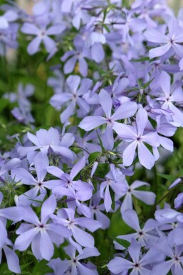 Phlox divaricata 'Clouds of Perfume'