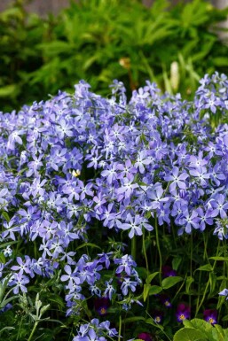 Phlox divaricata