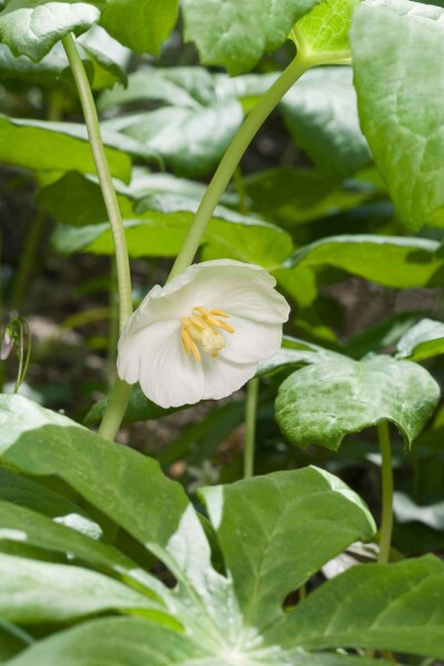 Podophyllum peltatum