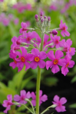 Primula beesiana