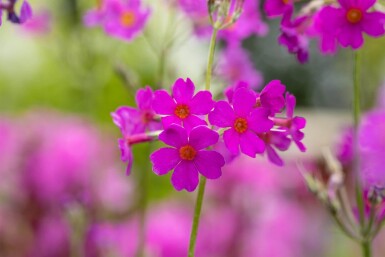 Primula beesiana