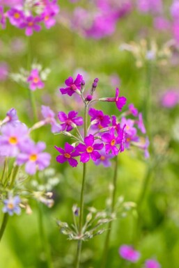 Primula beesiana