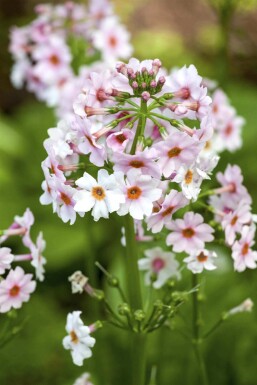 Primula japonica