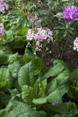 Primula japonica