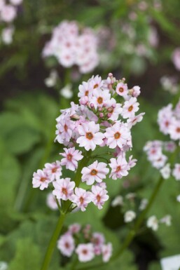 Primula japonica