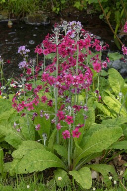 Primula pulverulenta