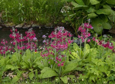 Primula pulverulenta